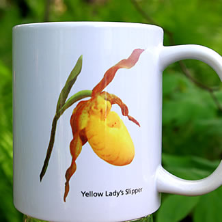 mug DS-005 Cypripedium parviflorum 7026.jpg